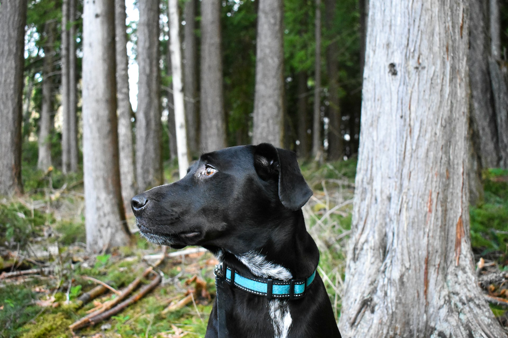 black coated dog sitting on grass field
